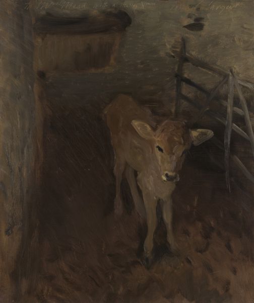 A Jersey Calf